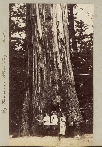 Große Bäume in der Nähe von Monterey - Kalifornien von Carleton Watkins