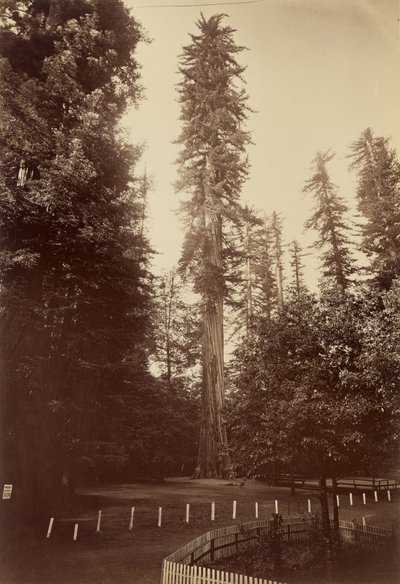Riesenmammutbaum, Santa Cruz von Carleton Watkins