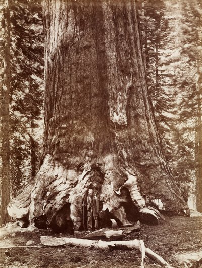 Grizzly Giant Durchmesser 33 Fuß, Mariposa Grove von Carleton Watkins