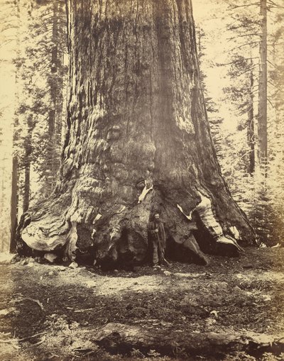 [Abschnitt des Grizzly-Riesen] von Carleton Watkins