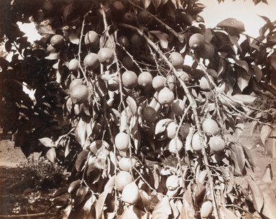 Ohne Titel [Frucht am Baum] von Carleton Watkins