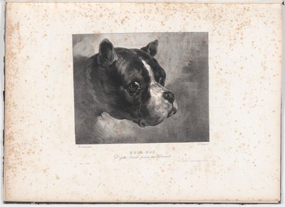 Bulldogge von Charles Aubry