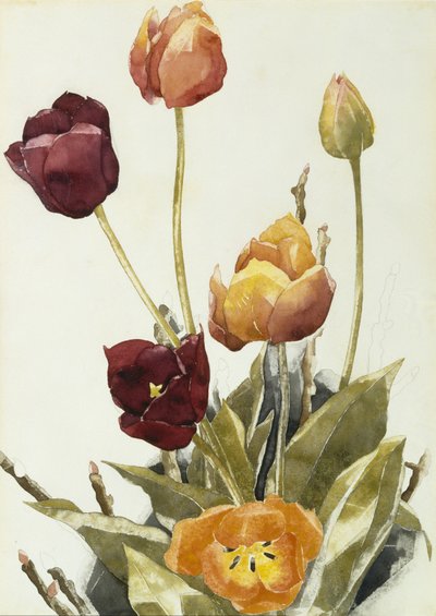 Tulpen, 1933 von Charles Demuth