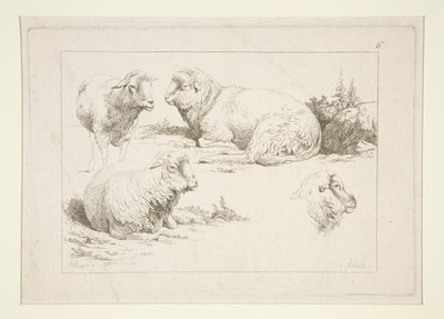 Studie von Schafen von Charles Echard