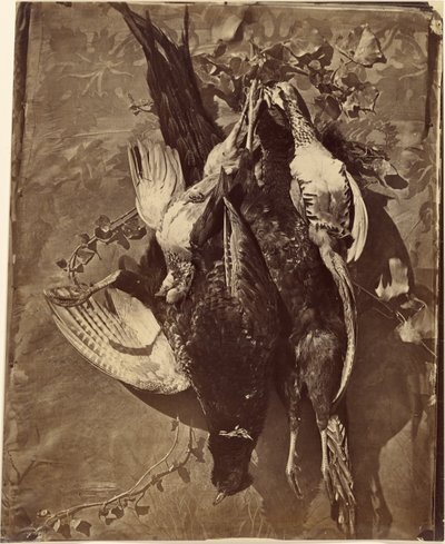 [Stillleben eines Wildvogels mit Federn] von Charles Nègre