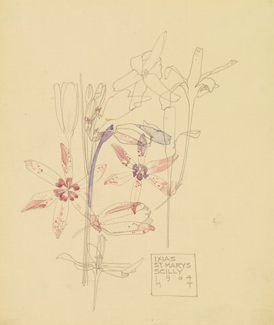 Ixias von Charles Rennie Mackintosh