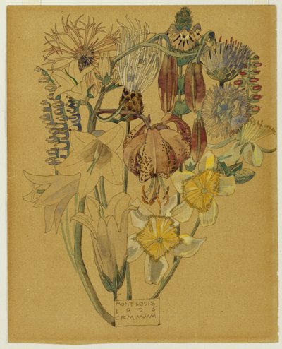 Mont Louis - Blumenstudie, 1925 von Charles Rennie Mackintosh