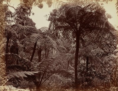 Hakgala-Gärten, Nuwara Eliya von Charles T. Scowen