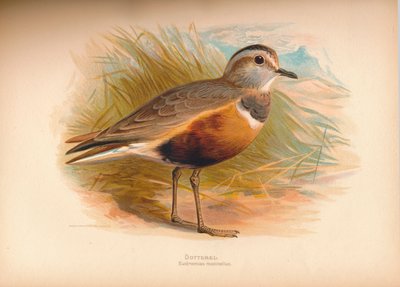 Mornellregenpfeifer Eudromias morinellus, 1900 von Charles Whymper