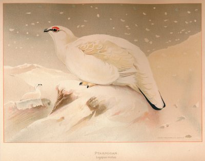 Schneehuhn Lagopus mutus, 1900 von Charles Whymper