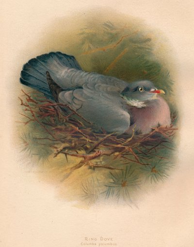 Ringeltaube Columbs palumbus, 1900 von Charles Whymper