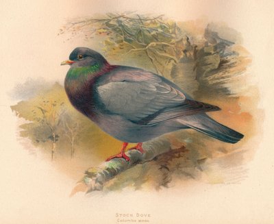 Hohltaube Columba aenas, 1900 von Charles Whymper