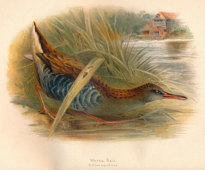Wasserralle Rallus aquaticus, 1900, 1900 von Charles Whymper