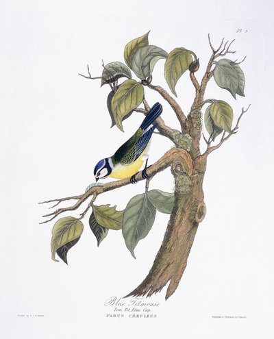 Blaumeise von Charlotte L. E. Perrott
