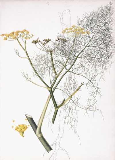 Eine botanische Studie, 1822-1845 von Charlotte Strickland