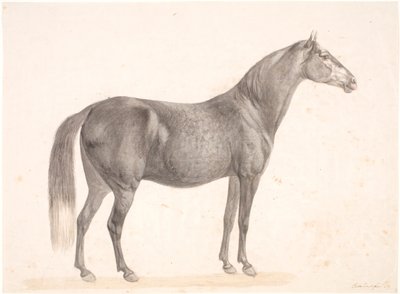 Schwarzes Pferd von Christian David Gebauer