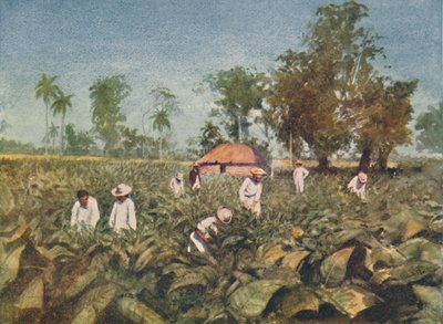 Tabakplantage, Kuba, 1916 von Claude Pratt