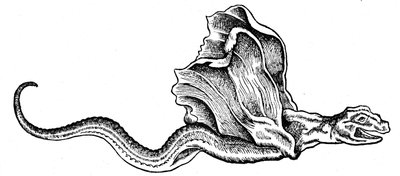 Ein Basilisk von Conrad (after) Gesner