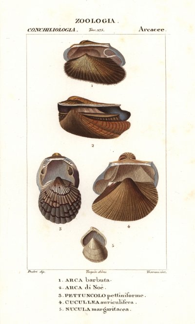 Süßwasser-Archenmuscheln von Corsi Corsi
