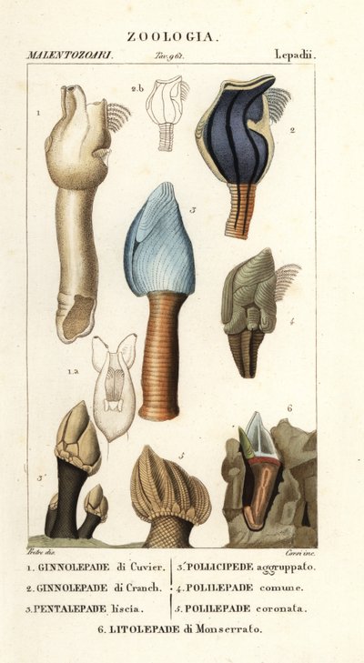 Entenmuscheln von Corsi Corsi