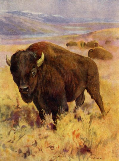 Im Zoo: Bison (Farblithografie) von Cuthbert Edmund Swan