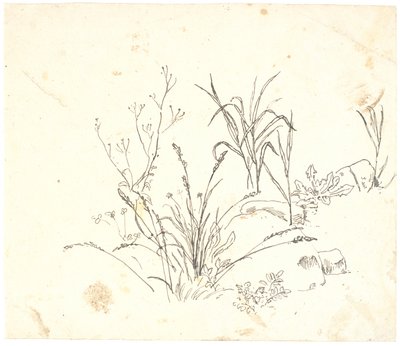Gras von Dankvart Dreyer