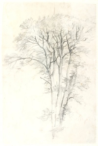 Baumstudie von Dankvart Dreyer