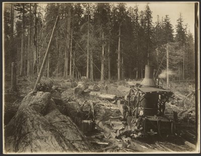 Holzfäll-/ Holzszene von Darius Kinsey