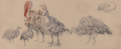 Studie von Truthähnen von David Cox