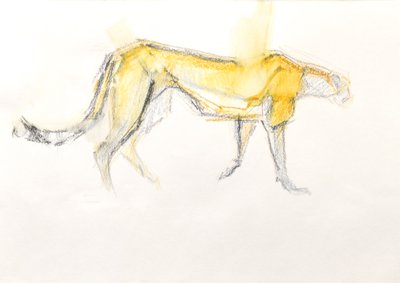 Gepard von David Mayer
