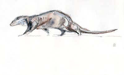 Otter läuft von David Mayer