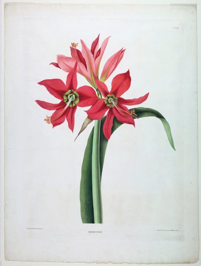 Amaryllis aulica von De Gouy