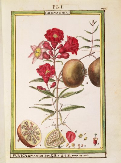 Granatapfel (Punica granatum), Aquarell von Delahaye von Delahaye Delahaye
