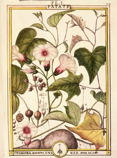 Süßkartoffel (Ipomea batatas) von Delahaye Delahaye