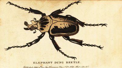 Königlicher Goliathkäfer, Goliathus regius (Gravur) von Dru Drury