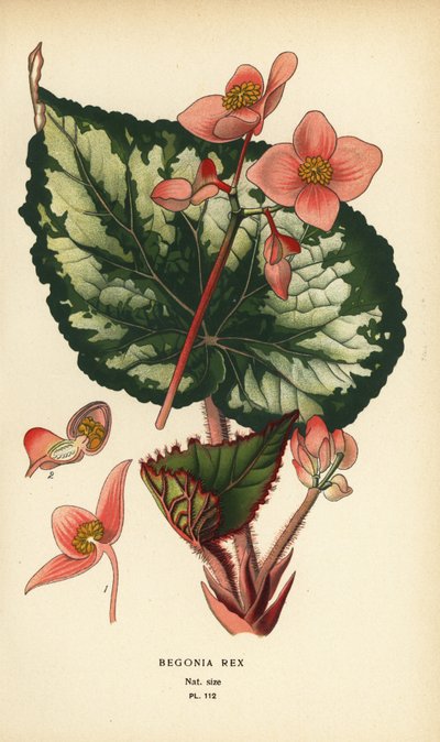 Begonia rex von Désiré Georges Jean Marie Bois