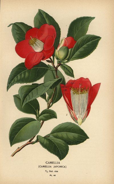 Kamelie, Camellia japonica von Désiré Georges Jean Marie Bois