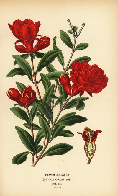 Granatapfel, Punica granatum von Désiré Georges Jean Marie Bois