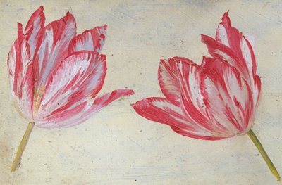 Studien von Tulpen, um 1830 von Dutch School