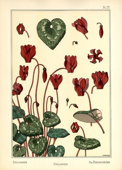 Das Alpenveilchen von E. Hervegh