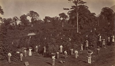 Kaffeeernte, Las Nubes-Guatemala, 1875 von Eadweard Muybridge