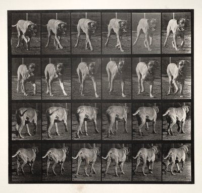 Dread Trotting, 1887 von Eadweard Muybridge