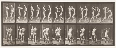 Tafel 339. Boxen; Offene Hand von Eadweard Muybridge