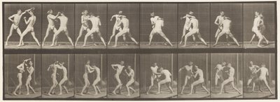 Tafel 342. Boxen; Offene Hand, 1872-1885 von Eadweard Muybridge