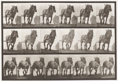 Tafel 566. Ziehen; Dunkelgraues belgisches Pferd Dusel, 1885 von Eadweard Muybridge