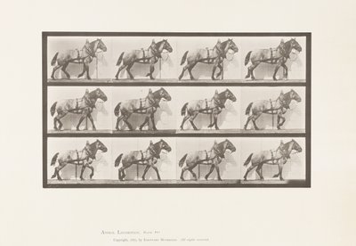 Tafel 567. Ziehen; Dunkelgraues belgisches Pferd Billy, 1885 von Eadweard Muybridge