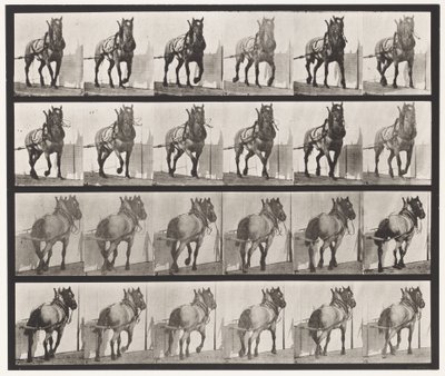 Tafel 568. Ziehend; Dunkelgraues Belgisches Pferd Billy von Eadweard Muybridge