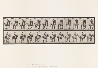 Tafel 600. Trabend; Ohne Sattel; Dunkelgrauer Dusel von Eadweard Muybridge