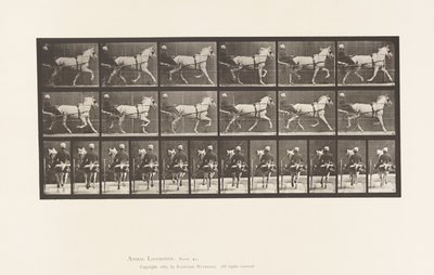 Tafel 611. Trabend; Sulky; Graue Stute Katydid von Eadweard Muybridge
