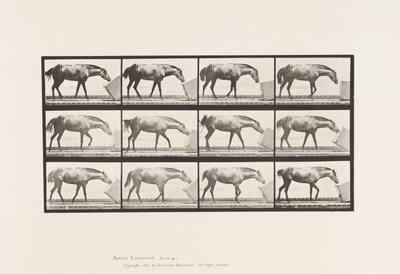 Tafel 657. Eine Kiste rollend; Pony, Lotta von Eadweard Muybridge